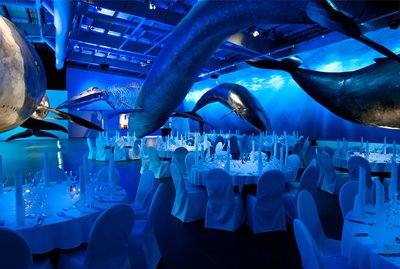 Veislusalur Hvalasafnsins - Image 2