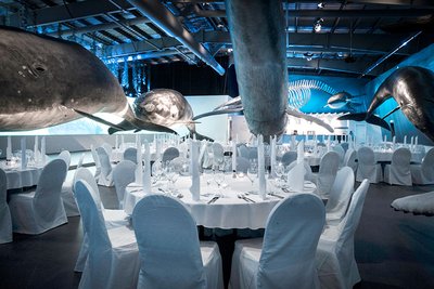 Veislusalur Hvalasafnsins - Image 4