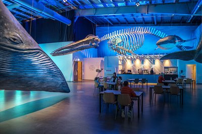 Veislusalur Hvalasafnsins - Image 5